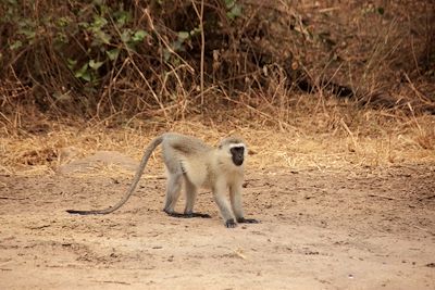 © Aminata Konte - Parc national du lac Manyara - Vallée du Rift - Région d'Arusha - Tanzanie Parc national du lac Manyara - Vallée du Rift - Région d'Arusha - Tanzanie