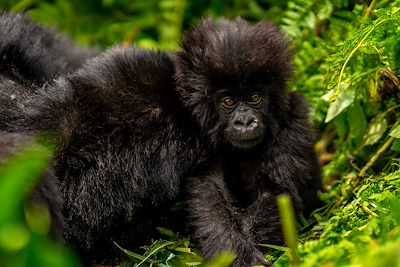 © Ibrahim Suha Derbent/Getty Images - Gorille Gorille