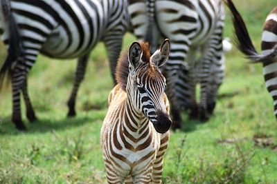 © - Cratère du Ngorongoro - Tanzanie Cratère du Ngorongoro - Tanzanie