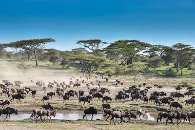 © Lemala Ewanjan - Lemala Ewanjan - Serengeti Centre/Seronera - Tanzanie Lemala Ewanjan - Serengeti Centre/Seronera - Tanzanie