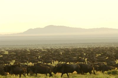 © Sanctuary Serengeti Migration Camp - Sanctuary Serengeti Migration Camp - Serengeti - Camps Mobiles - Tanzanie Sanctuary Serengeti Migration Camp - Serengeti - Camps Mobiles - Tanzanie