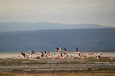 © Anaïs Breuil - Flamants roses du N'Gorongoro - Tanzanie Flamants roses du N'Gorongoro - Tanzanie