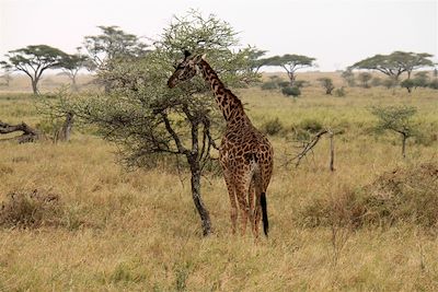 © Anaïs Breuil - Girafe au parc du Serengeti - Tanzanie Girafe au parc du Serengeti - Tanzanie