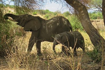 © Sandrine Perrot - Safari - Parc national de Tarangire - Tanzanie Safari - Parc national de Tarangire - Tanzanie