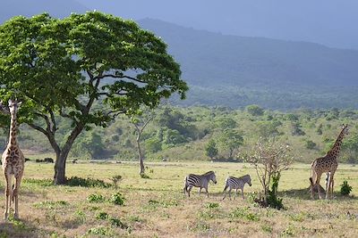 © Astrid Alazard - Parc d'Arusha - Tanzanie Parc d'Arusha - Tanzanie