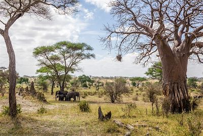 © Fabien Guenzi - Eléphants - Parc national du Tarangire - Tanzanie Eléphants - Parc national du Tarangire - Tanzanie