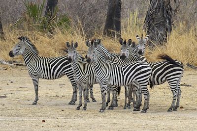 © The Retreat - The Retreat - Parc du Selous - Tanzanie The Retreat - Parc du Selous - Tanzanie