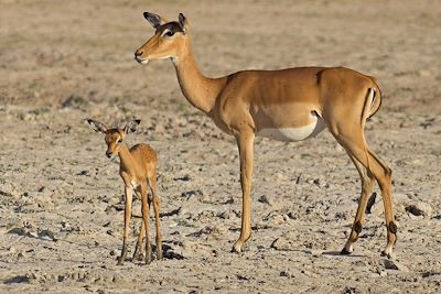 © The Retreat - The Retreat - Parc du Selous - Tanzanie The Retreat - Parc du Selous - Tanzanie