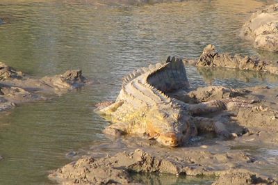© Christophe Philippe - Crocodile dans le parc national de Mikumi - Tanzanie Crocodile dans le parc national de Mikumi - Tanzanie