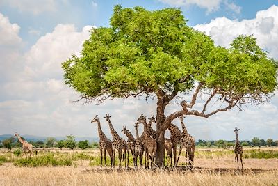 © Jon Arnold Images/ hemis.fr - Girafes sous un acacia - Parc national de Mikumi - Tanzanie Girafes sous un acacia - Parc national de Mikumi - Tanzanie