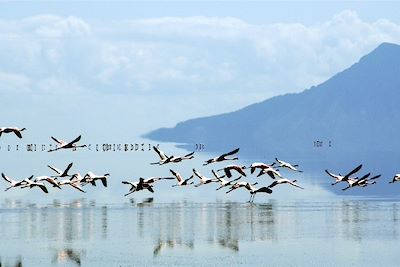 © Yann Guiguen - Flamants roses sur le lac Natron - Tanzanie Flamants roses sur le lac Natron - Tanzanie
