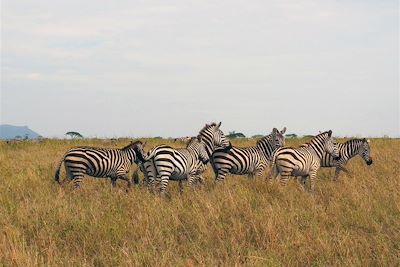 © Marie-Astrid Peltier - Parc national du Serengeti - Tanzanie Parc national du Serengeti - Tanzanie