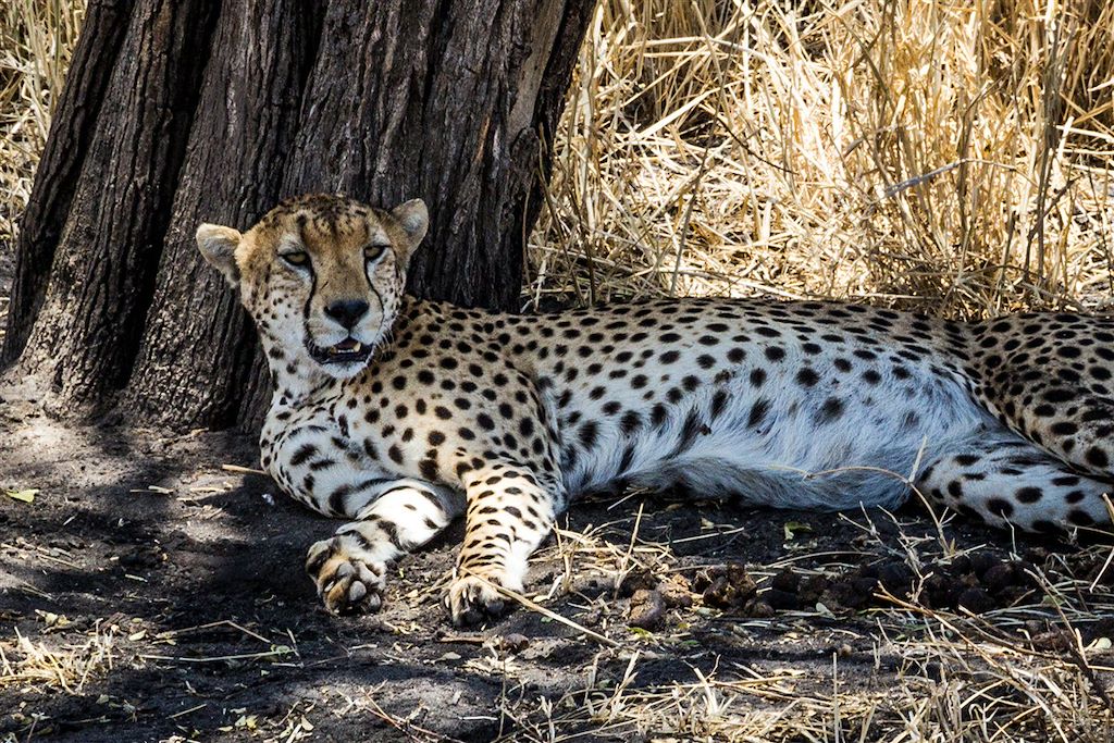 Image Trek Tanzanie - Rando Gol Mountains - Lac Natron - Safari Serengeti