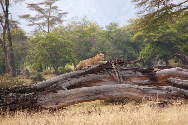 Image Trek masaï au cœur du Ngorongoro