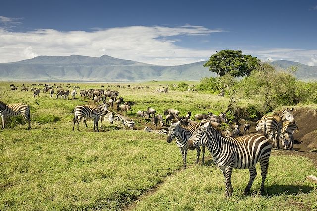 Voyage Du pays massaï au Serengeti, au rythme du bush