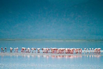 Flamants roses au Lac Natron - Tanzanie