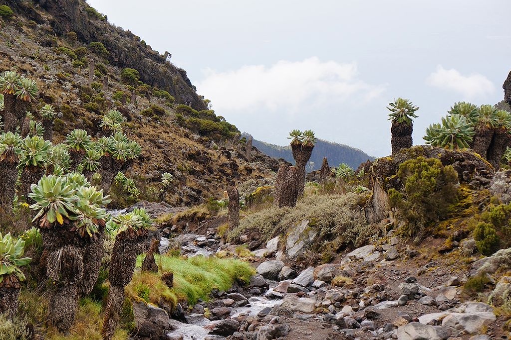 Image Ascension Kilimandjaro - Trek Kilimandjaro - Zanzibar