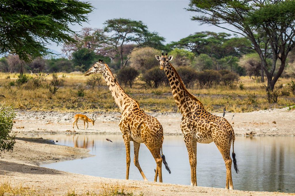 Image Trek Tanzanie - Ascension Kilimandjaro - Safari Serengeti - Safari Ngorongoro