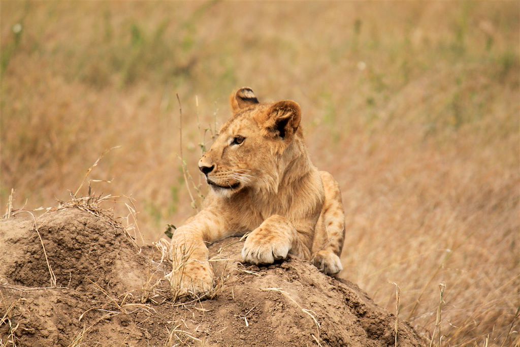Image Trek Tanzanie - Ascension Kilimandjaro - Safari Serengeti - Safari Ngorongoro