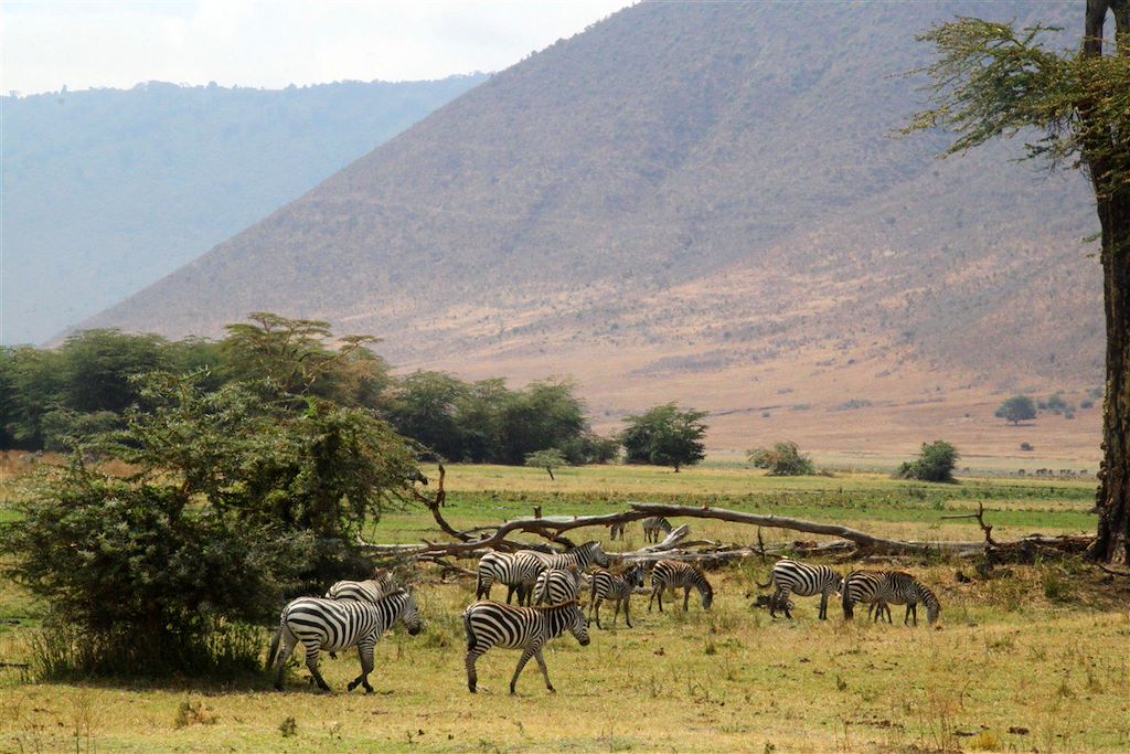 Image Trek Tanzanie - Ascension Kilimandjaro - Safari Serengeti - Safari Ngorongoro