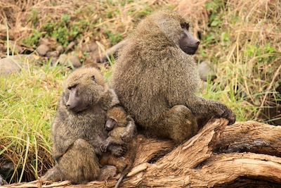 Babouins du parc de Manyara - Tanzanie
