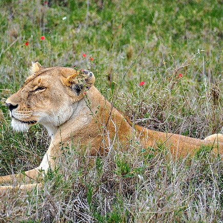 Safari en véhicule Tanzanie Parcs Nationaux du Nord
