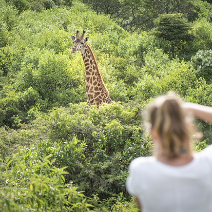 Safari en véhicule Tanzanie Parcs Nationaux du Nord