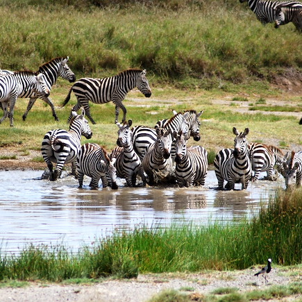 Safari Tanzanie Lac Manyara