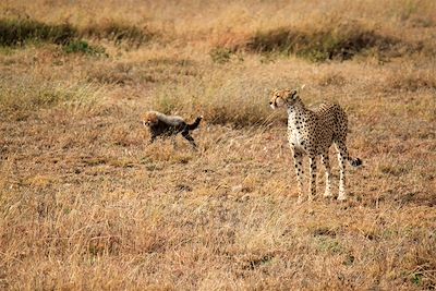 Guépards au parc du Serengeti - Tanzanie
