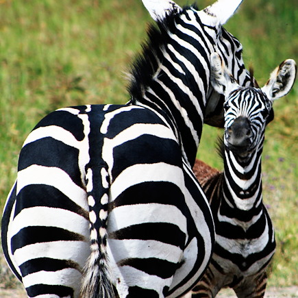 Safari Tanzanie Vallée du Rift