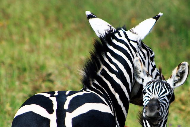 Safari Tanzanie Vallée du Rift