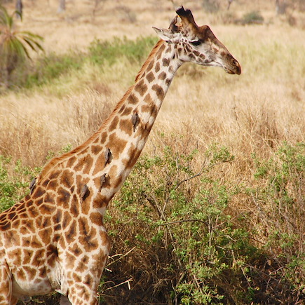 Safari Tanzanie Vallée du Rift