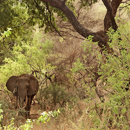 Safari Tanzanie Vallée du Rift
