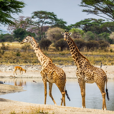 Safari Tanzanie Vallée du Rift