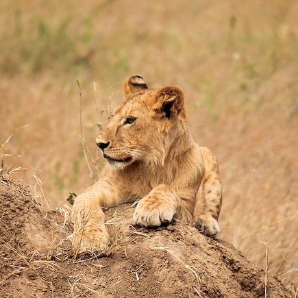 Safari Tanzanie Vallée du Rift