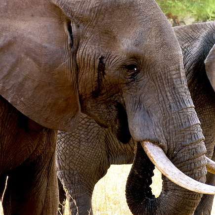 Safari Tanzanie Vallée du Rift