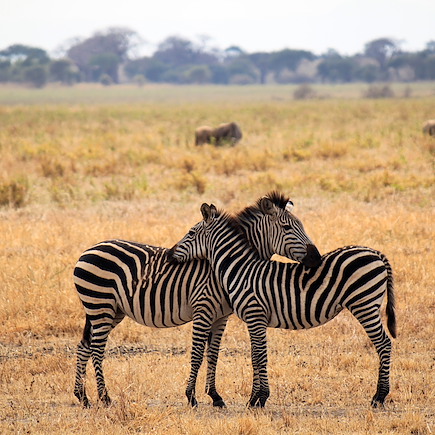 Safari Tanzanie Vallée du Rift