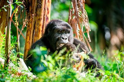 Gorille au Rwanda