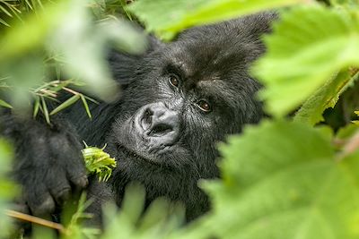Gorille des montagnes - Rwanda