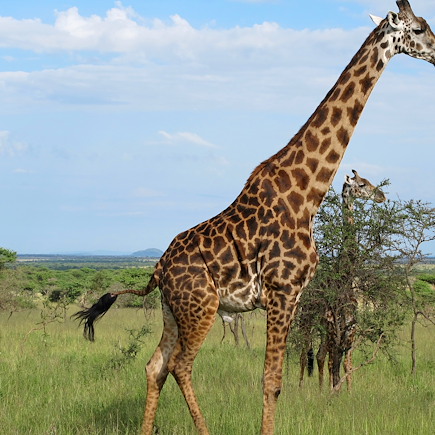Safari Tanzanie Vallée du Rift