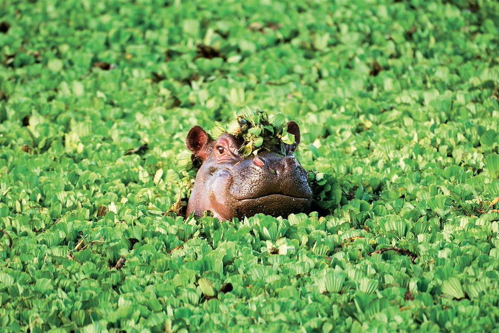 Safari Tanzanie