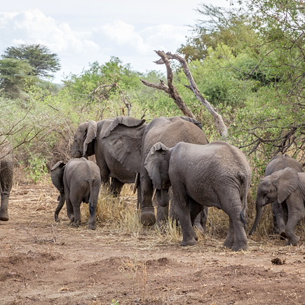 Safari Tanzanie Lac Manyara