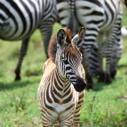 Safari Tanzanie Lac Manyara