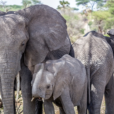 Safari Tanzanie Lac Manyara