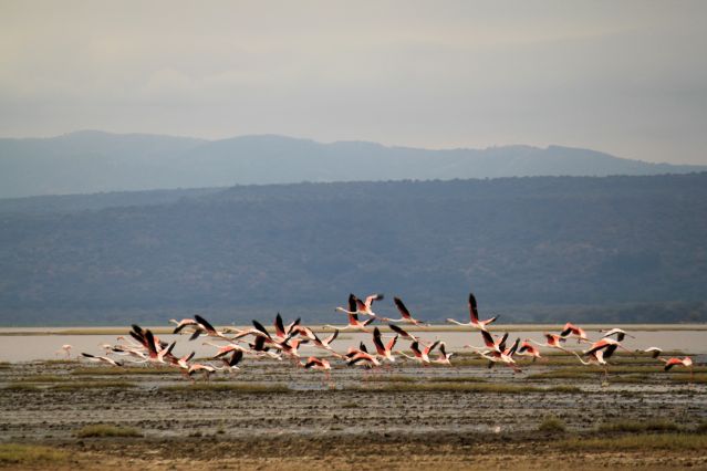 Image Au cœur de la grande migration du Serengeti