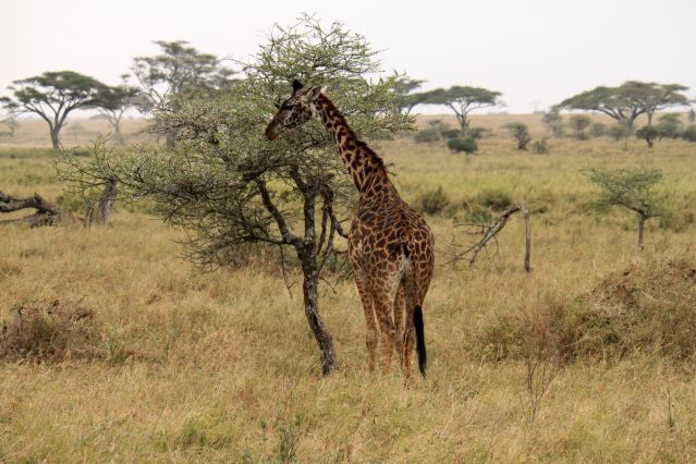 Image Randonnées volcans, safari Serengeti et Ngorongoro