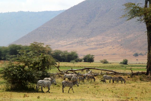 Image Du toit de l'Afrique aux plaines du Serengeti