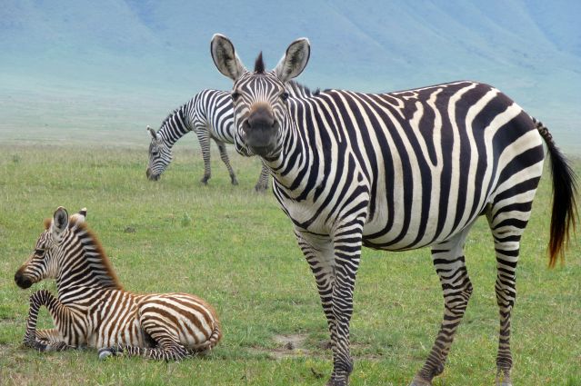 Voyage avec des animaux : Randonnées volcans, safari Serengeti et Ngorongoro