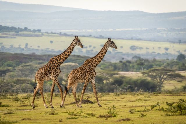 Voyage Pays masaï et safaris dans les parcs du nord