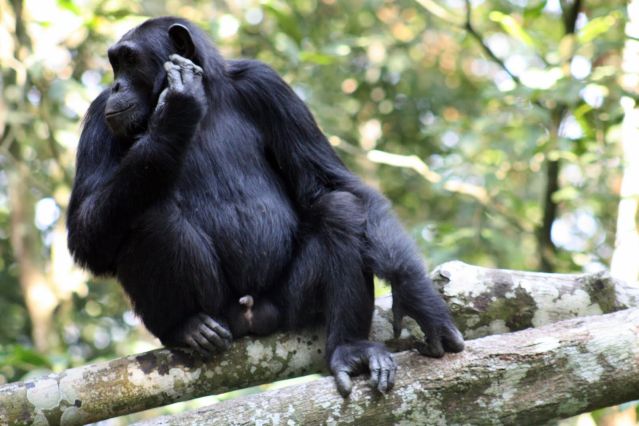 Voyage Ouganda - Rwanda, spécial primates